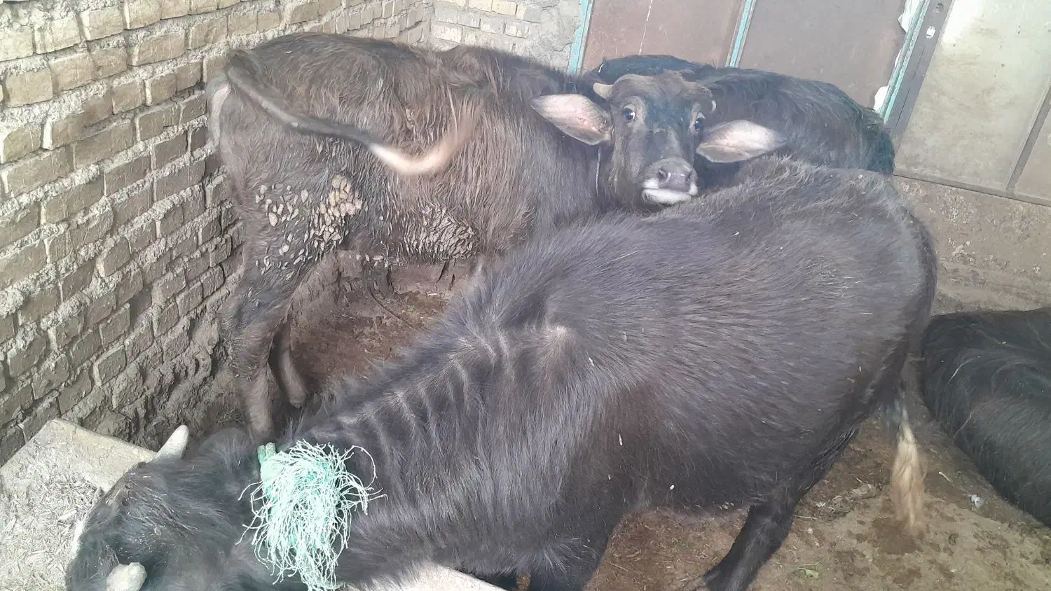 فروش 2راس گوساله گاومیش حشوه سالم|کالسکه و لوازم جانبی|اهواز, گلدشت|دیوار