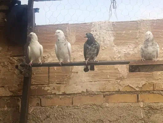 حیون غریب گیری|پرنده|پاکدشت, حصار امیر|دیوار