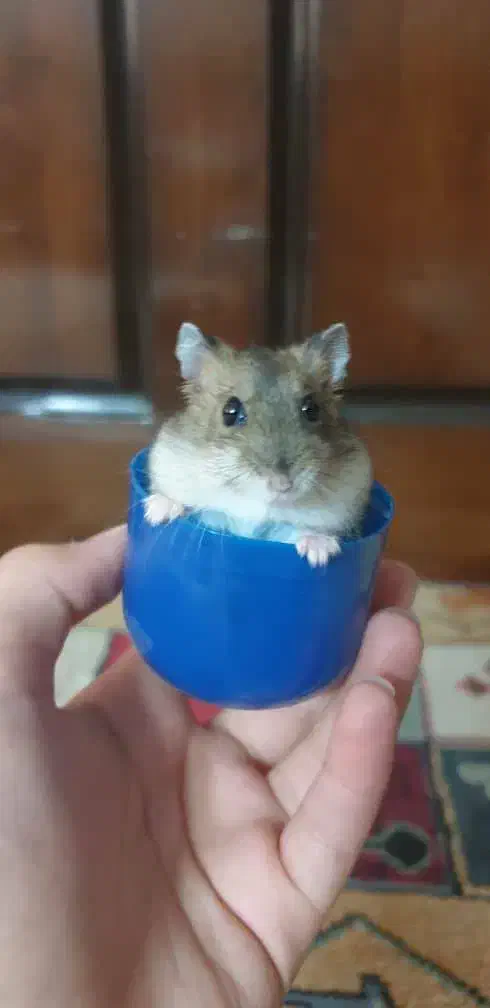 همسترهای مینیاتوری کمپل و وینتروایت|موش و خرگوش|ری, دولت‌آباد|دیوار