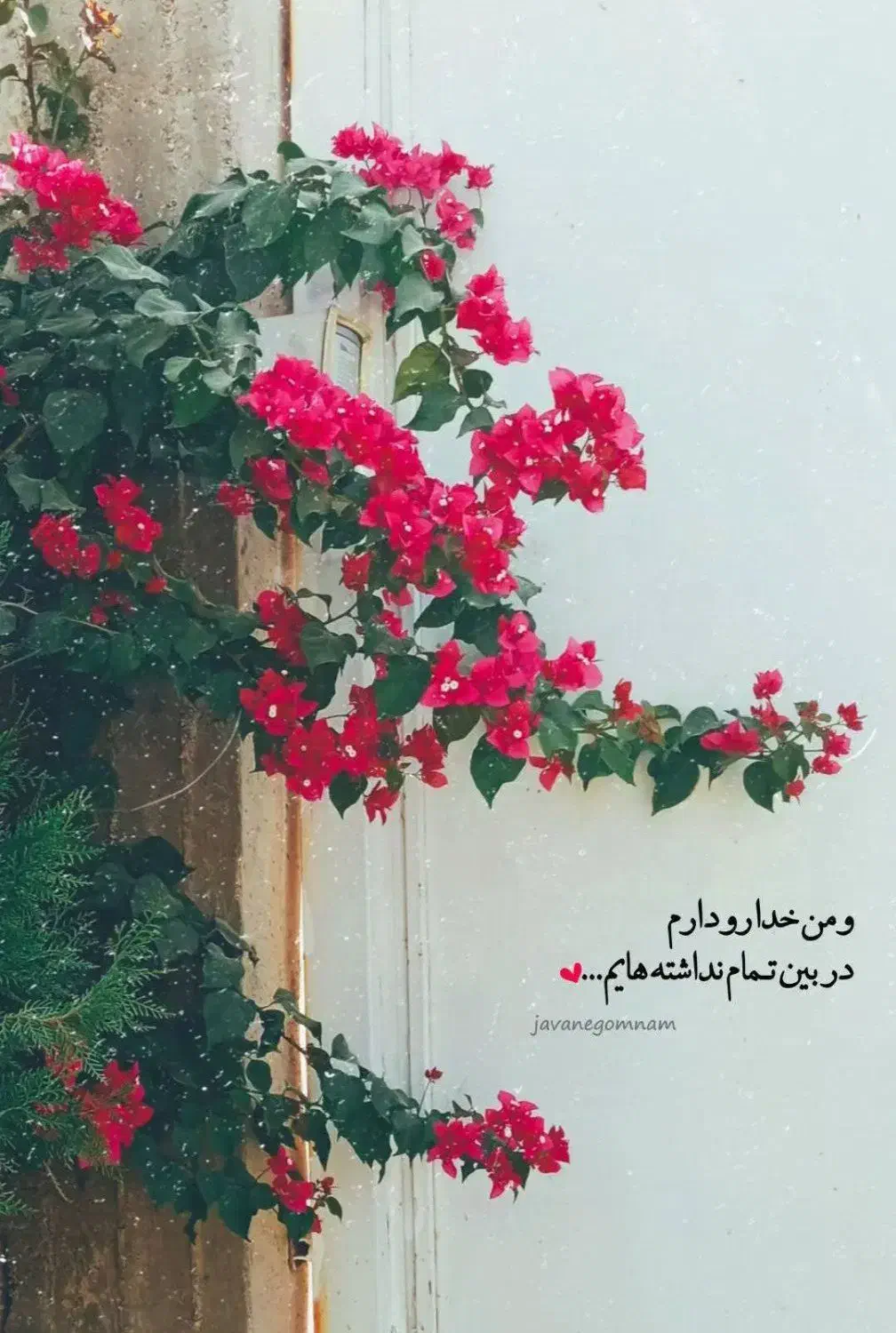 2ساعت آب بادرخت به فروش میرسد|فروش دفتر صنعتی، کشاورزی، تجاری|ریگان, |دیوار