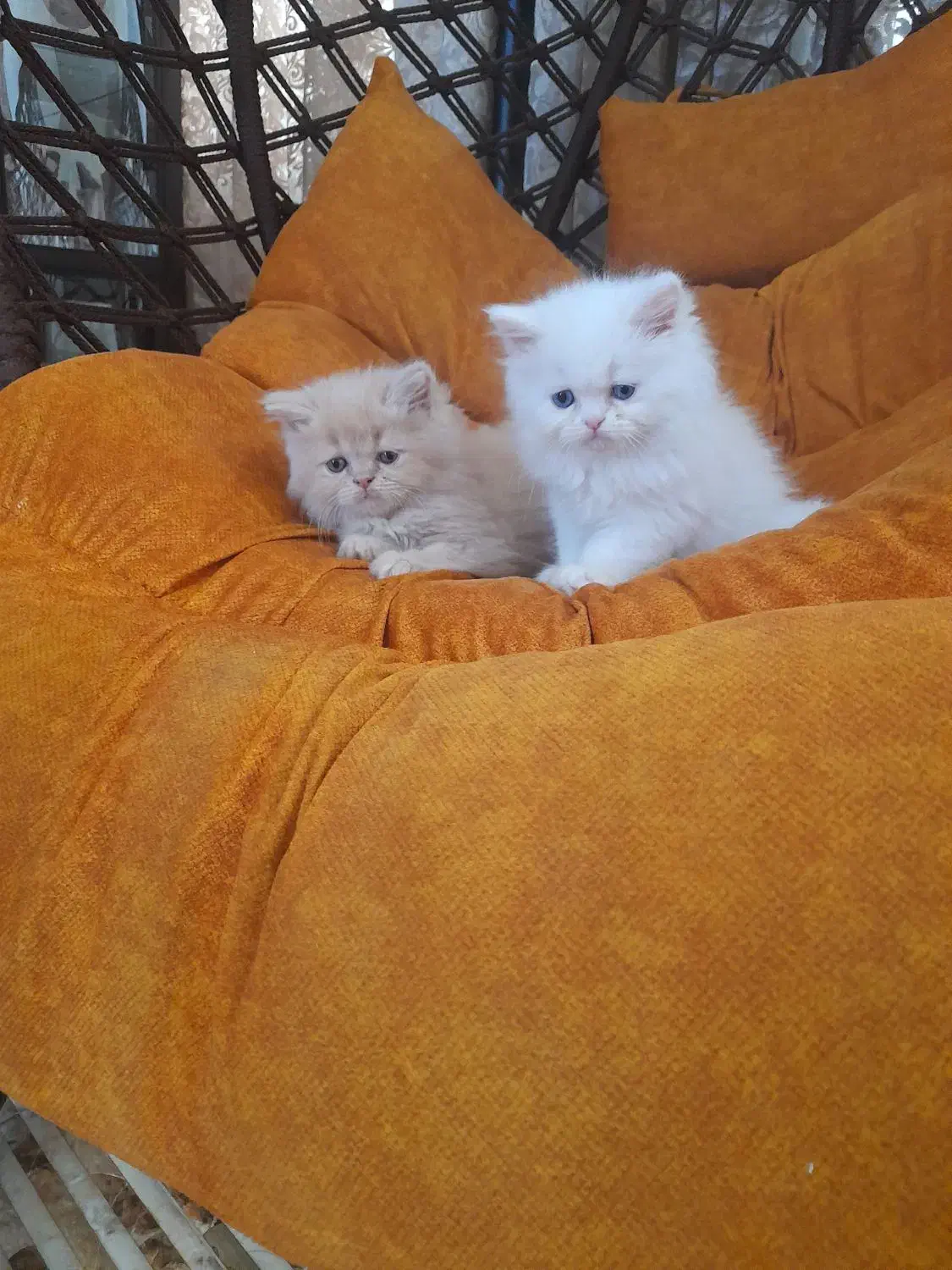 گربه پرشین|گربه|زارچ, |دیوار