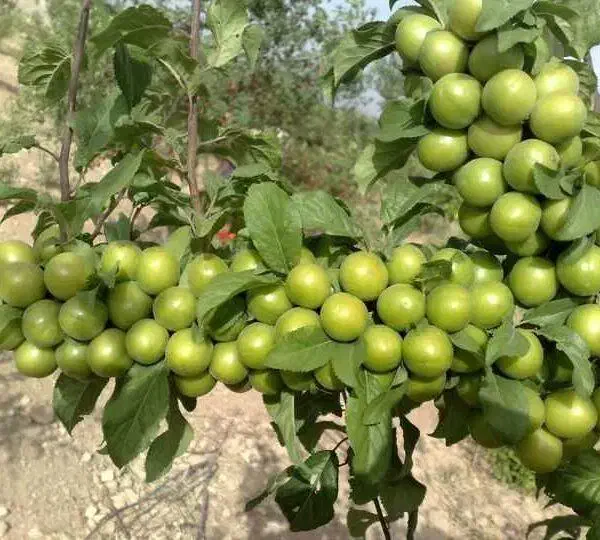 نهال گوجه سبز خوشه ای ، درخت گوجه سبز،نهالستان|گل و گیاه طبیعی|مشهد, خواجه ربیع|دیوار