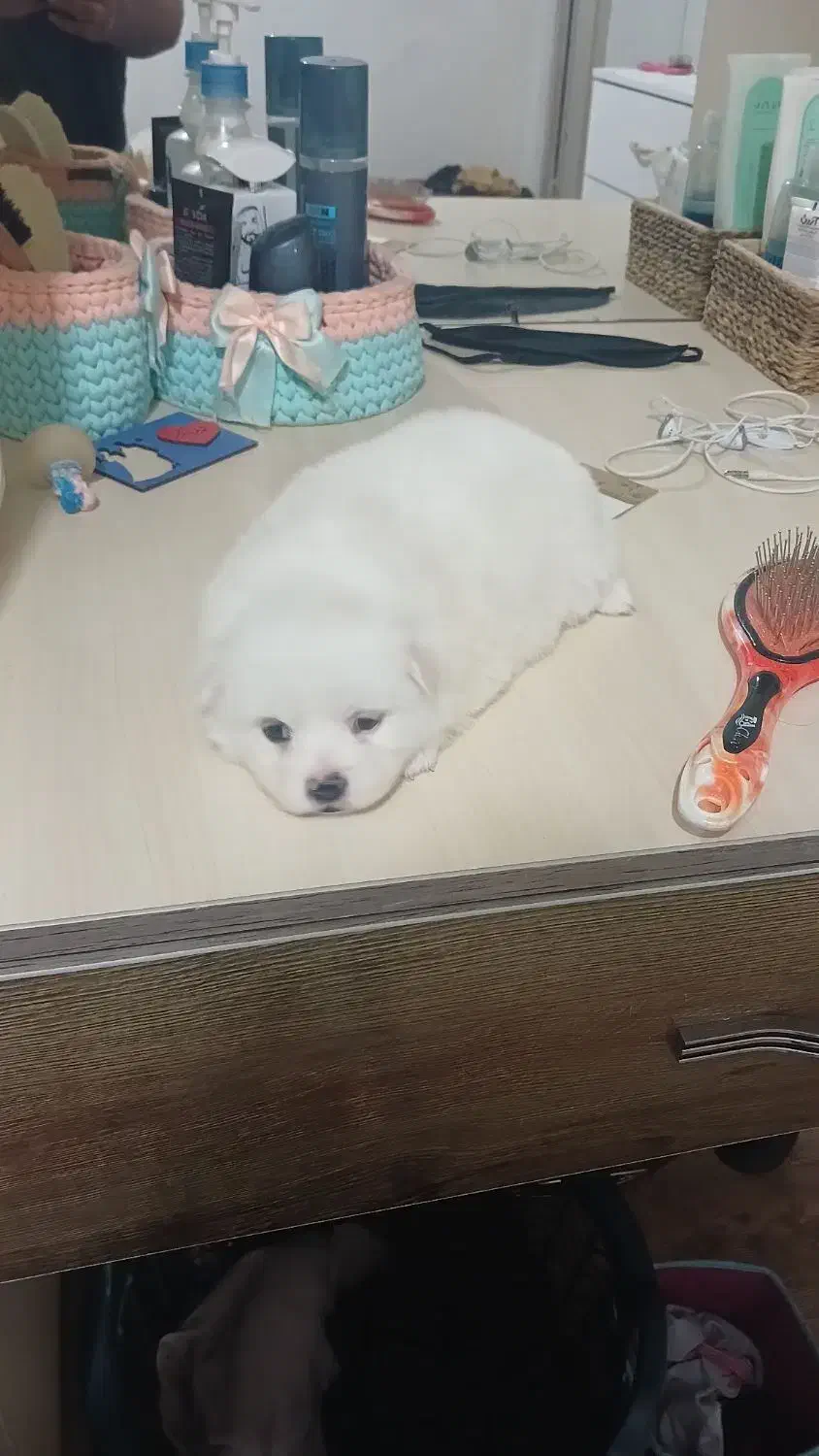 توله سگ|سگ|لوشان, |دیوار