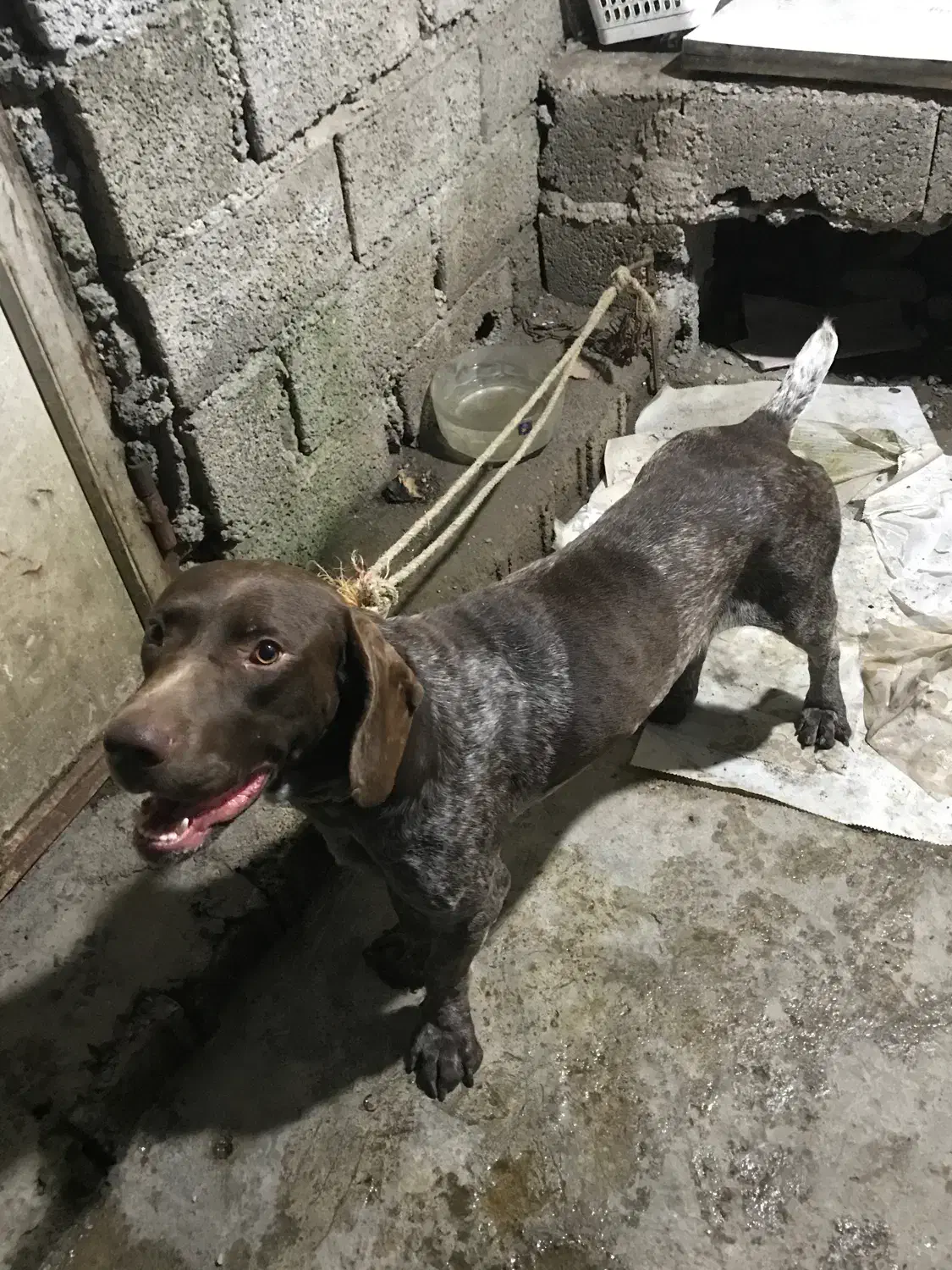 سگ توله شکاری|سگ|لاهیجان, طالقانی|دیوار