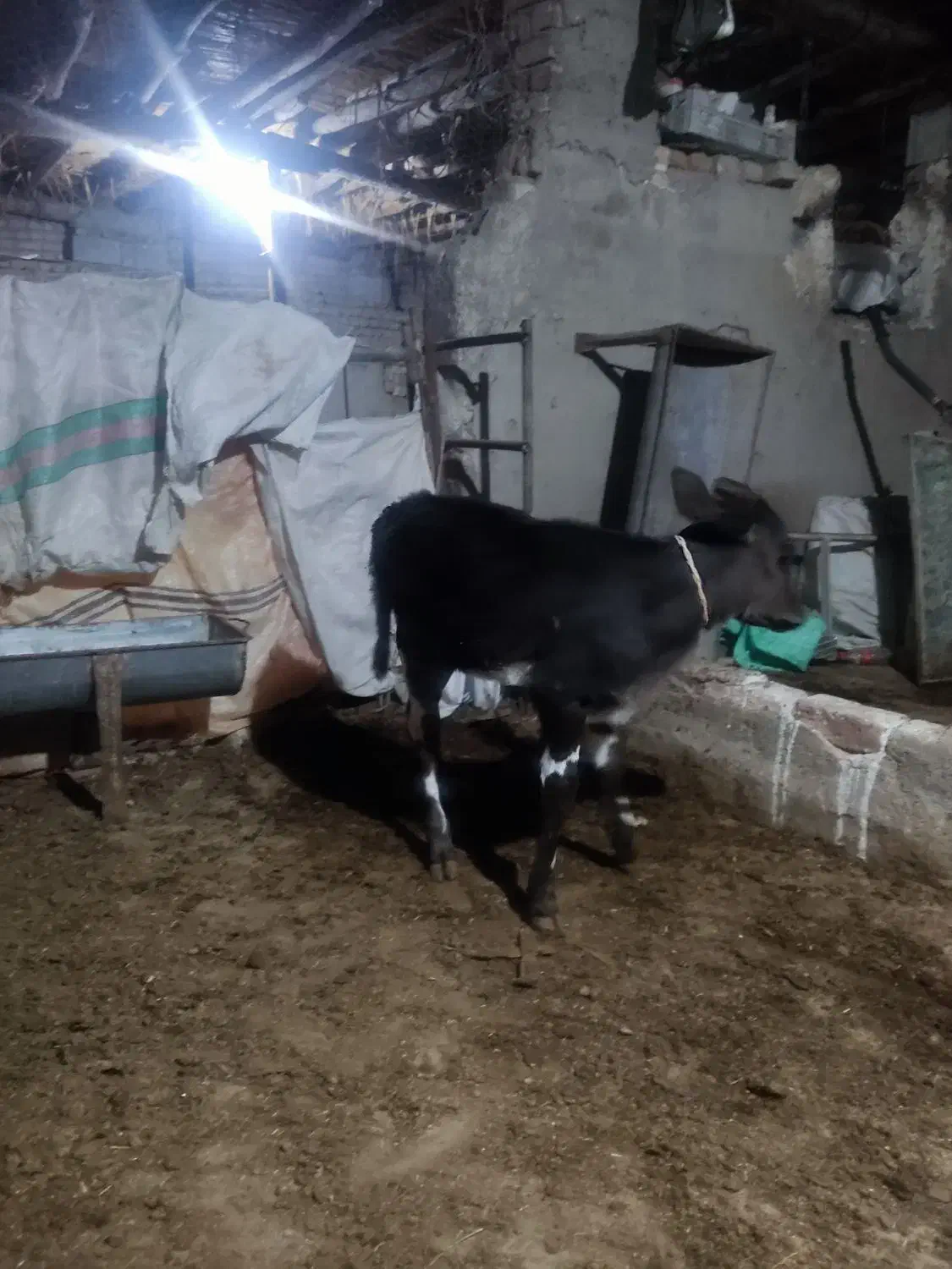 گوساله|حیوانات مزرعه|گنبد کاووس, |دیوار