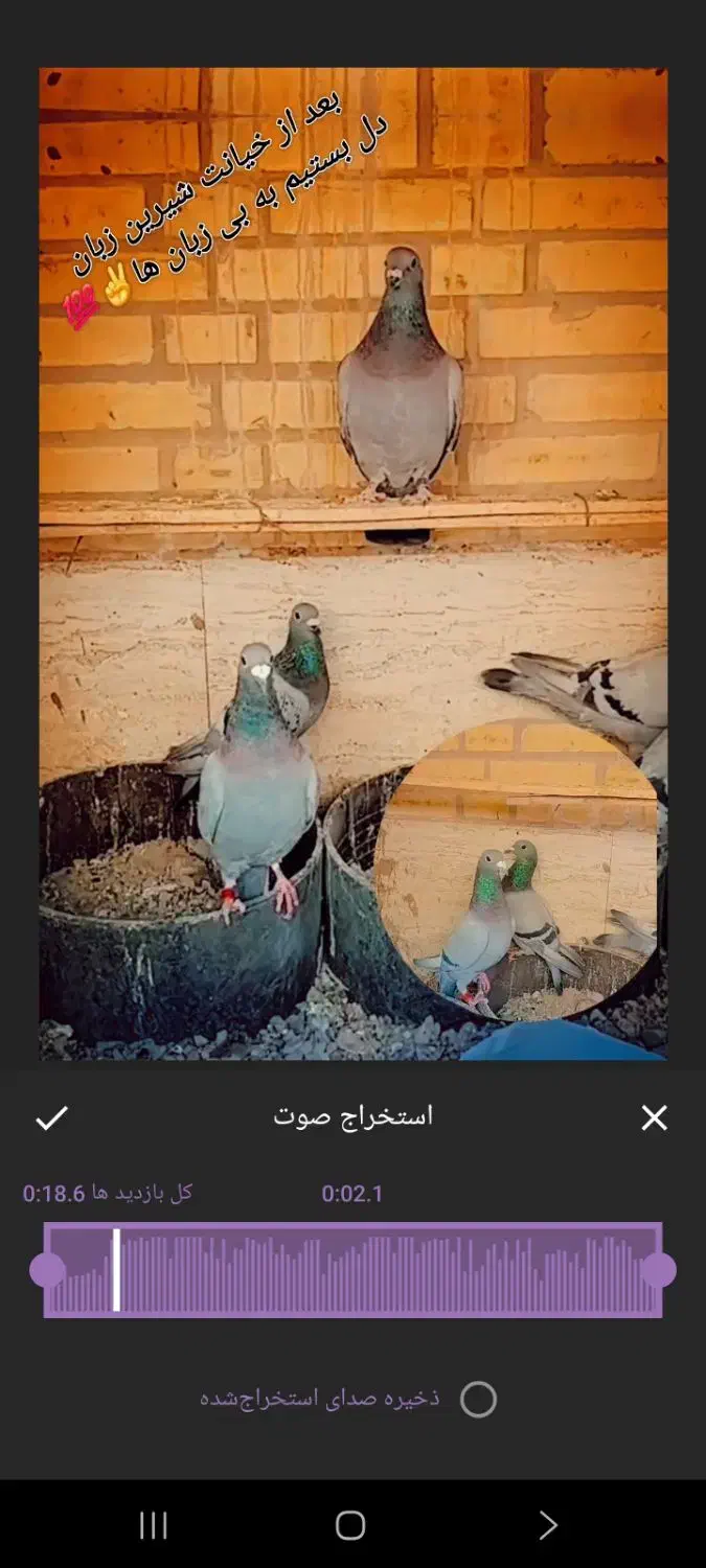 کفتر مسافتی|پرنده|میبد, |دیوار