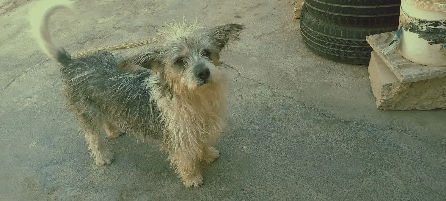 سگ کرن تریر|سگ|پیشوا, |دیوار