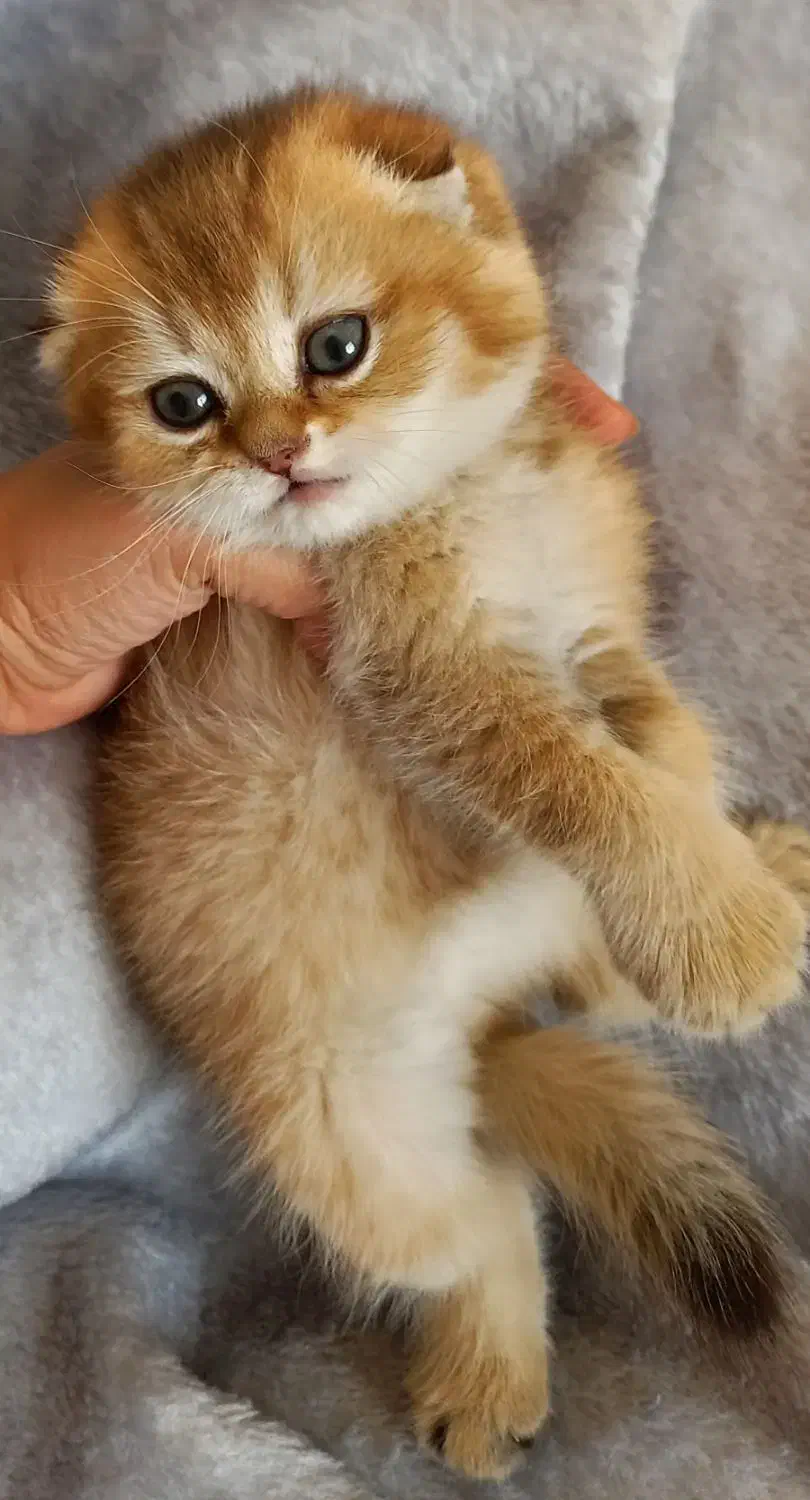 اسکاتیش ny12|گربه|تهران, شهرک هما|دیوار