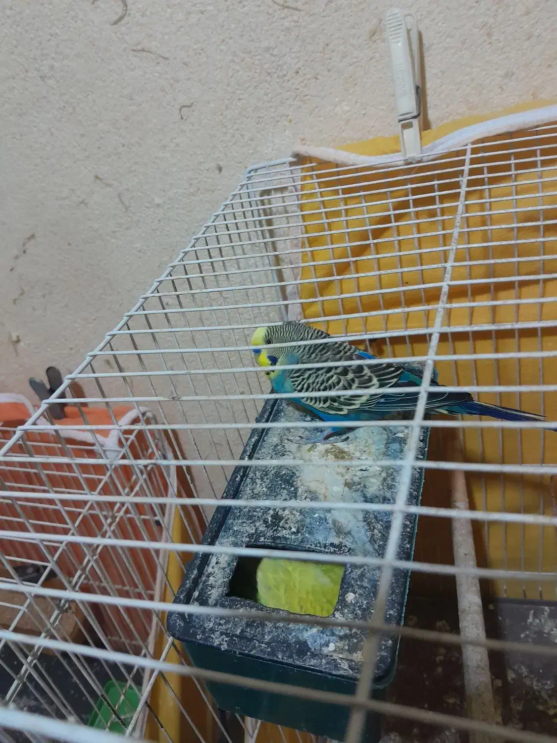 مرغ عشق جفت با جوجه|پرنده|مشهد, شهید قربانی|دیوار