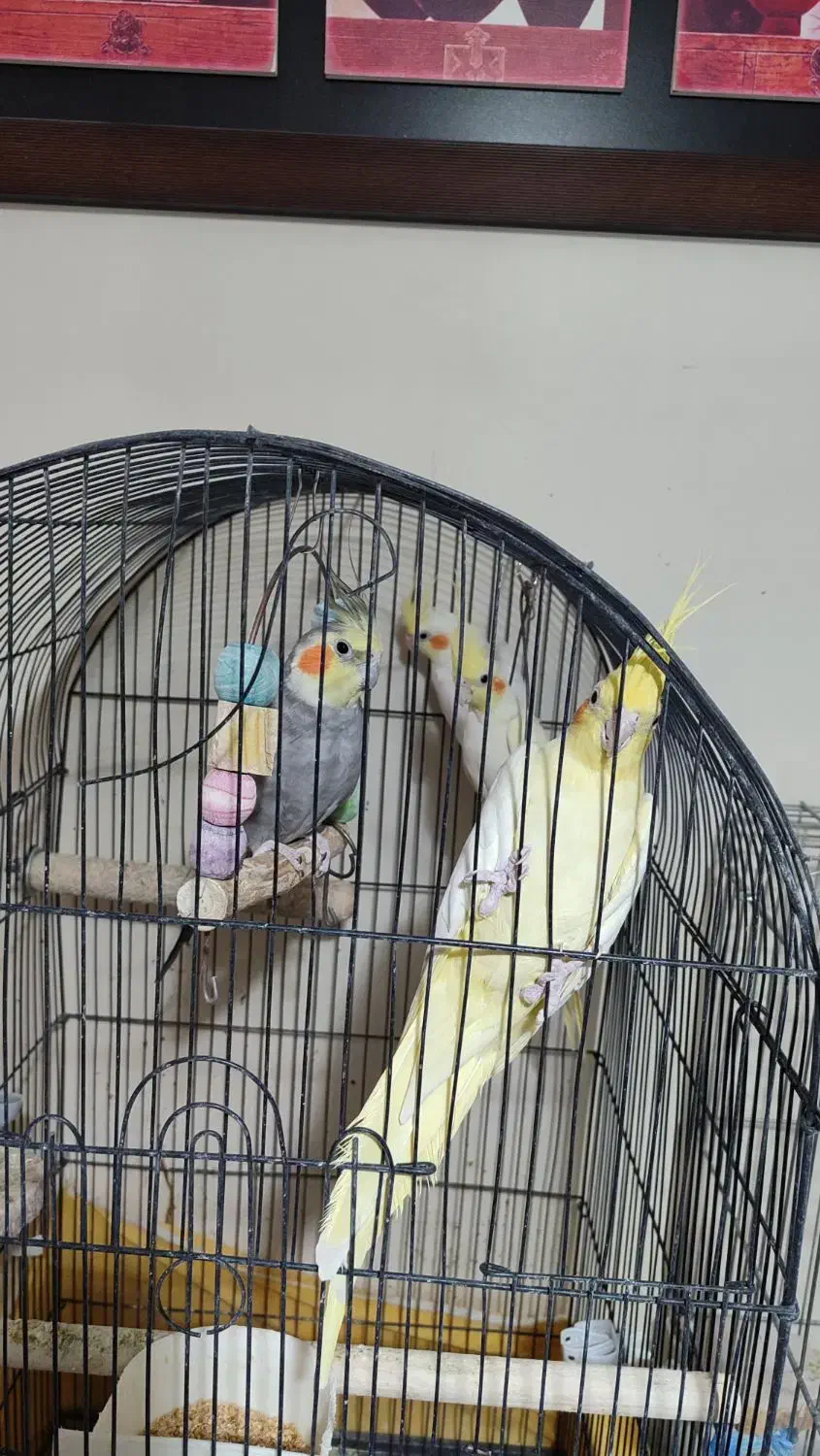 عروس هلندی|پرنده|تهران, وحیدیه|دیوار