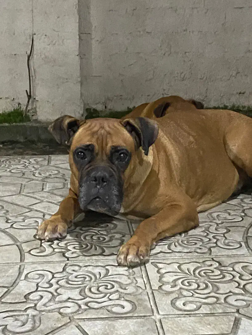 واگذاری جفت سگ باکسر|سگ|چالوس, |دیوار