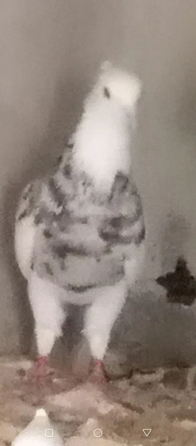 کبوترفروشی|پرنده|چابهار, |دیوار