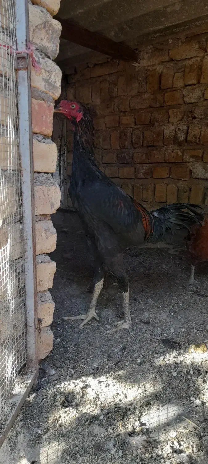 معاوضه با مرغ محلی|حیوانات مزرعه|ضیاء آباد, |دیوار