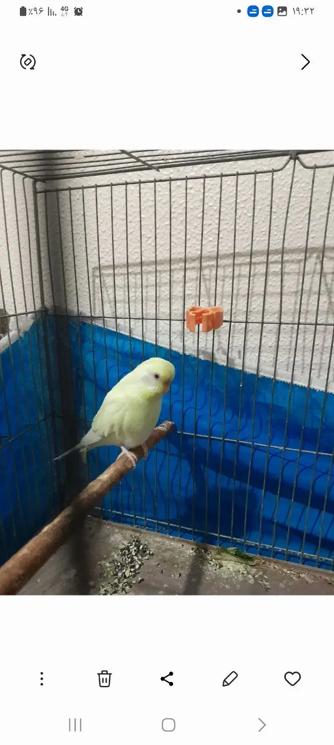 مرغ عشق|پرنده|شاهینشهر, خانه کارگر|دیوار