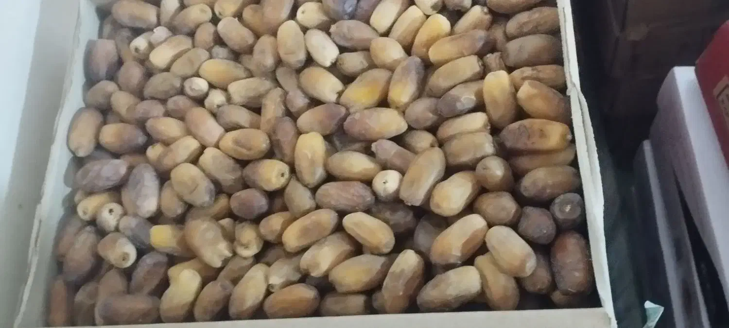 خرما|عمده‌فروشی|چابهار, |دیوار