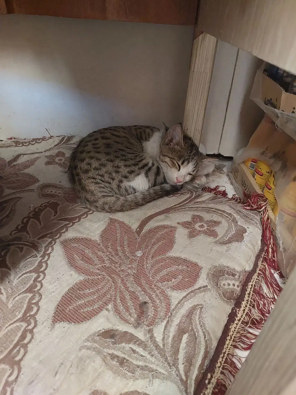 گربه گمشده|حیوانات|خرم‌آباد, |دیوار