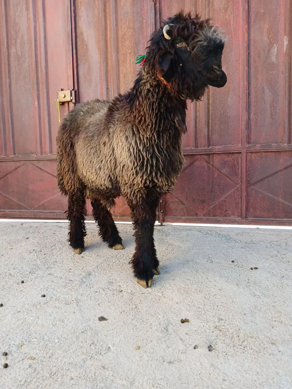 بره تخمی رگ دار|حیوانات مزرعه|کوهرنگ, |دیوار