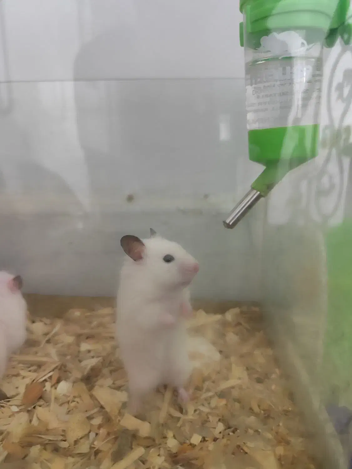 همستر اهلی و خونگی بازیگوش|موش و خرگوش|نیشابور, شهرک قدس|دیوار