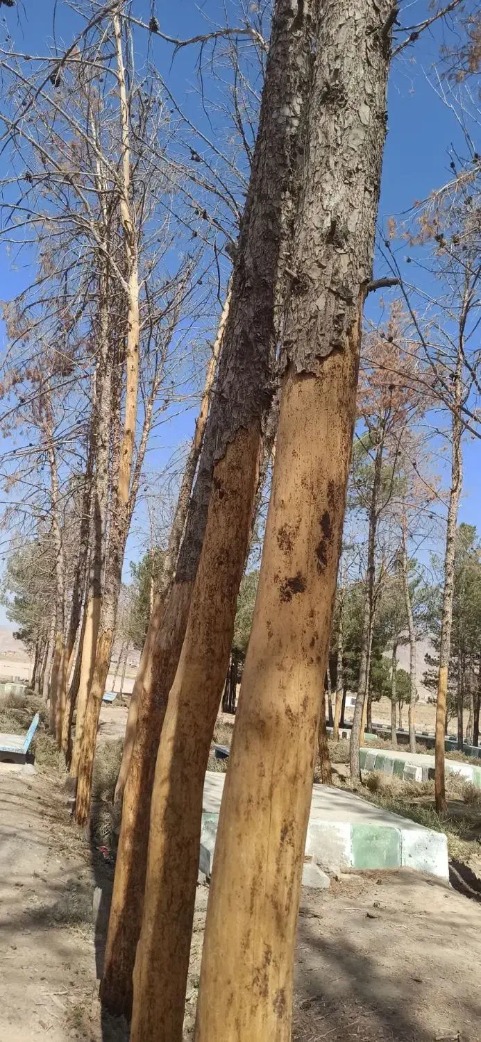 چوب کاج خشک|عمدهفروشی|تربتحیدریه, پائین ولایت|دیوار