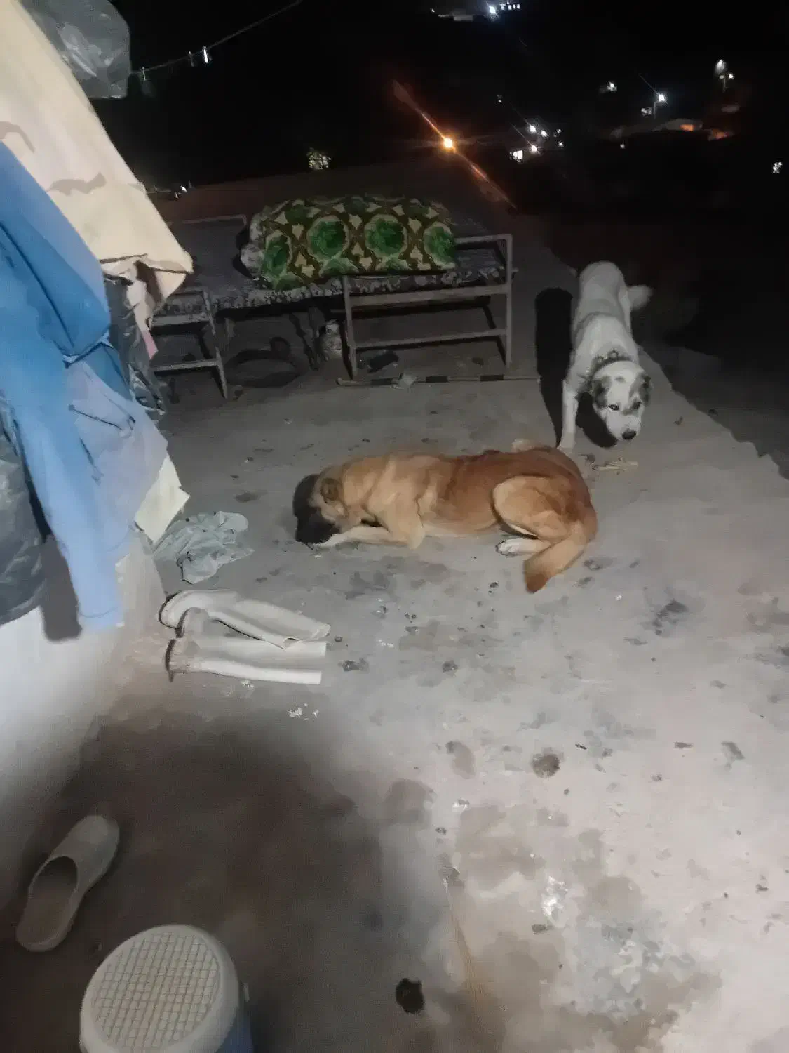 سگ گوسفندی|سگ|شیروان (خراسان), |دیوار