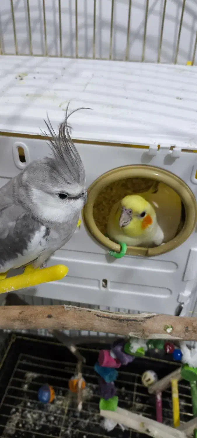 پرنده عروس هلندی (نر)|پرنده|لالجین, |دیوار