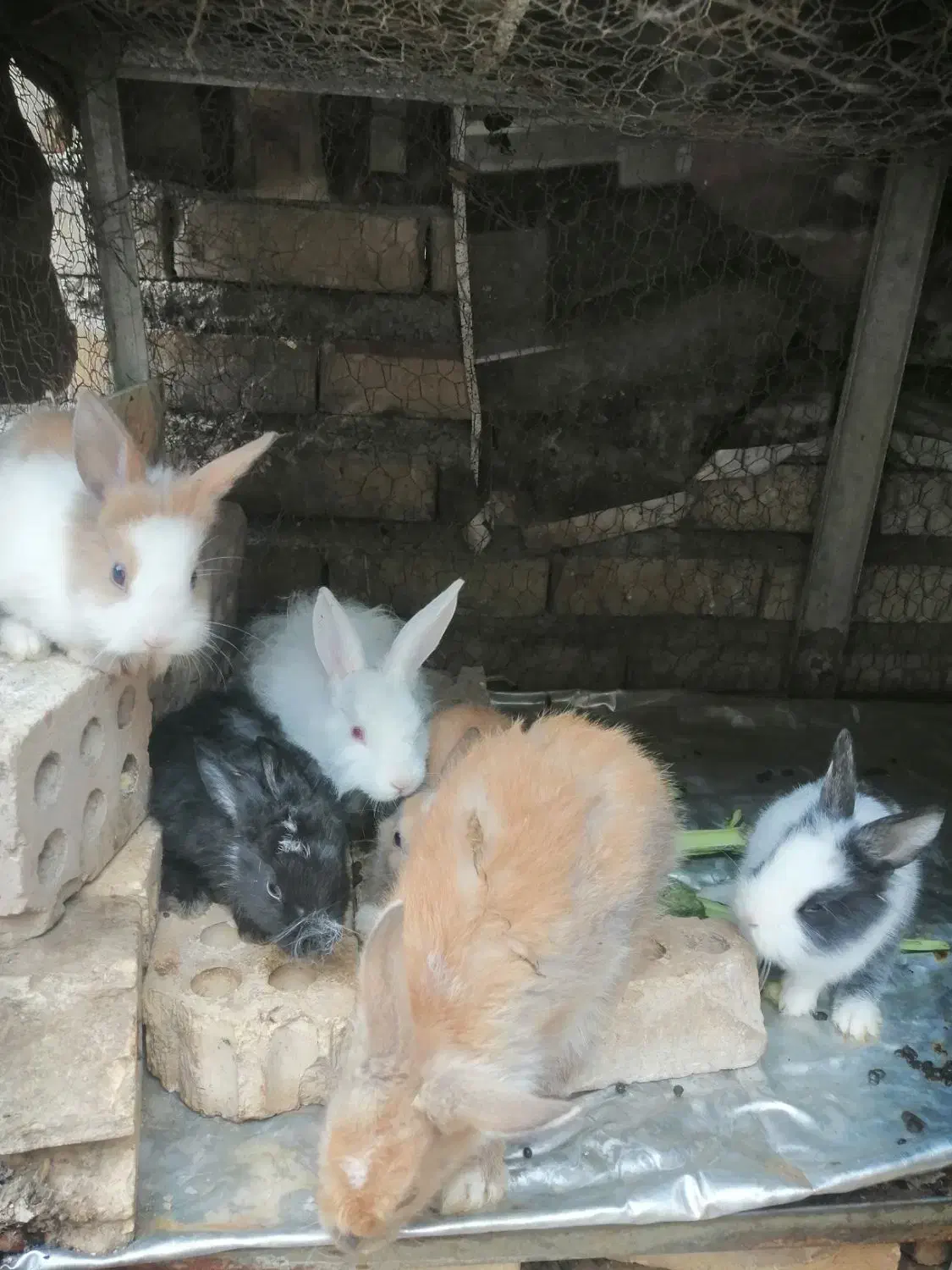 خرگوش|موش و خرگوش|گنبد کاووس, |دیوار