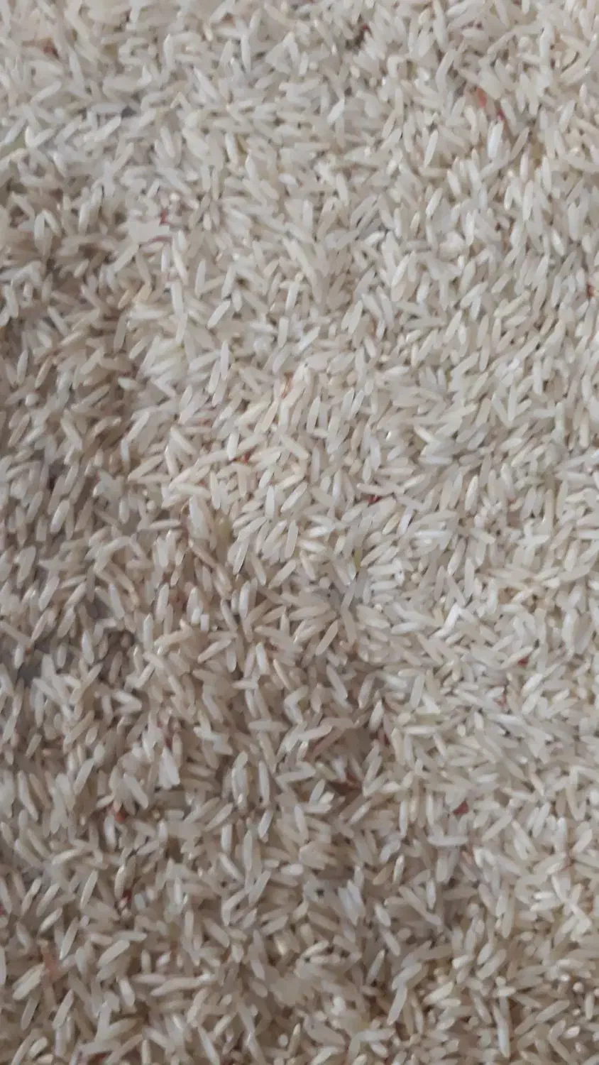 برنج ضیغمی|خوردنی و آشامیدنی|سیروان, |دیوار