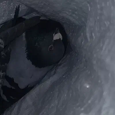 کفتر گم شده|حیوانات|زیرکوه, |دیوار