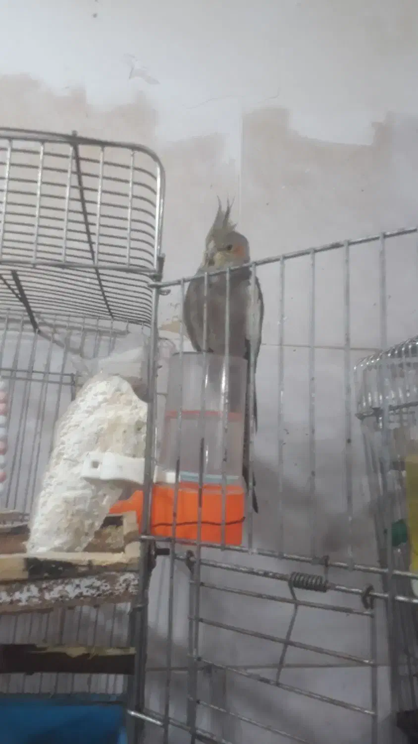 عروس هلندی ۹ماه سوخنگو|پرنده|قرچک, زیبا شهر|دیوار