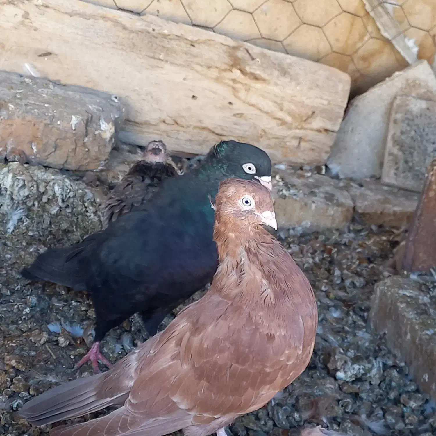 تعدادی سرخ و قیل|پرنده|شهرضا, |دیوار