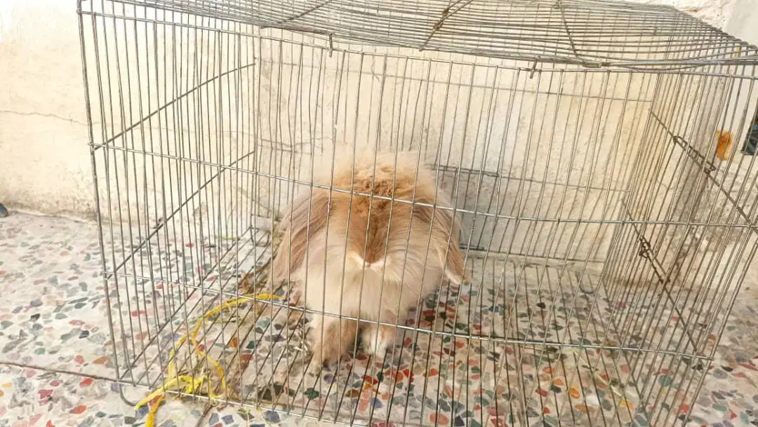 خرگوش مینی لوپ اصلی|موش و خرگوش|شوشتر, |دیوار