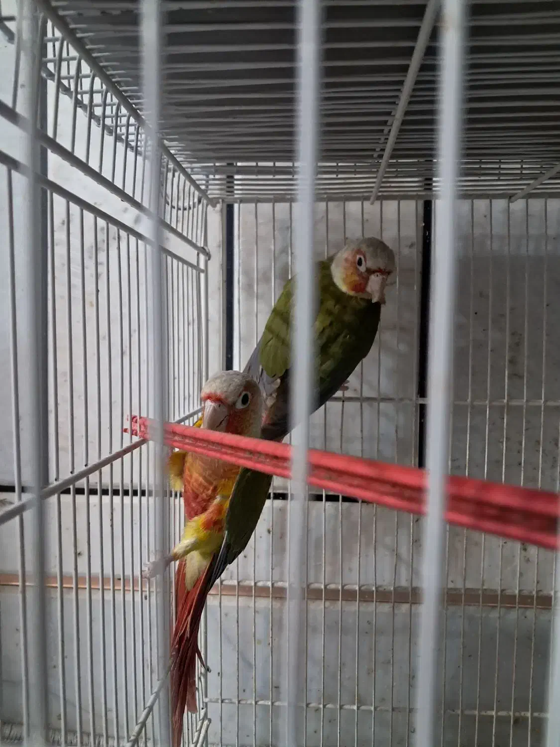 دو جفت گرینچیک ودوعدد قناری|پرنده|فردوس (خراسان), |دیوار