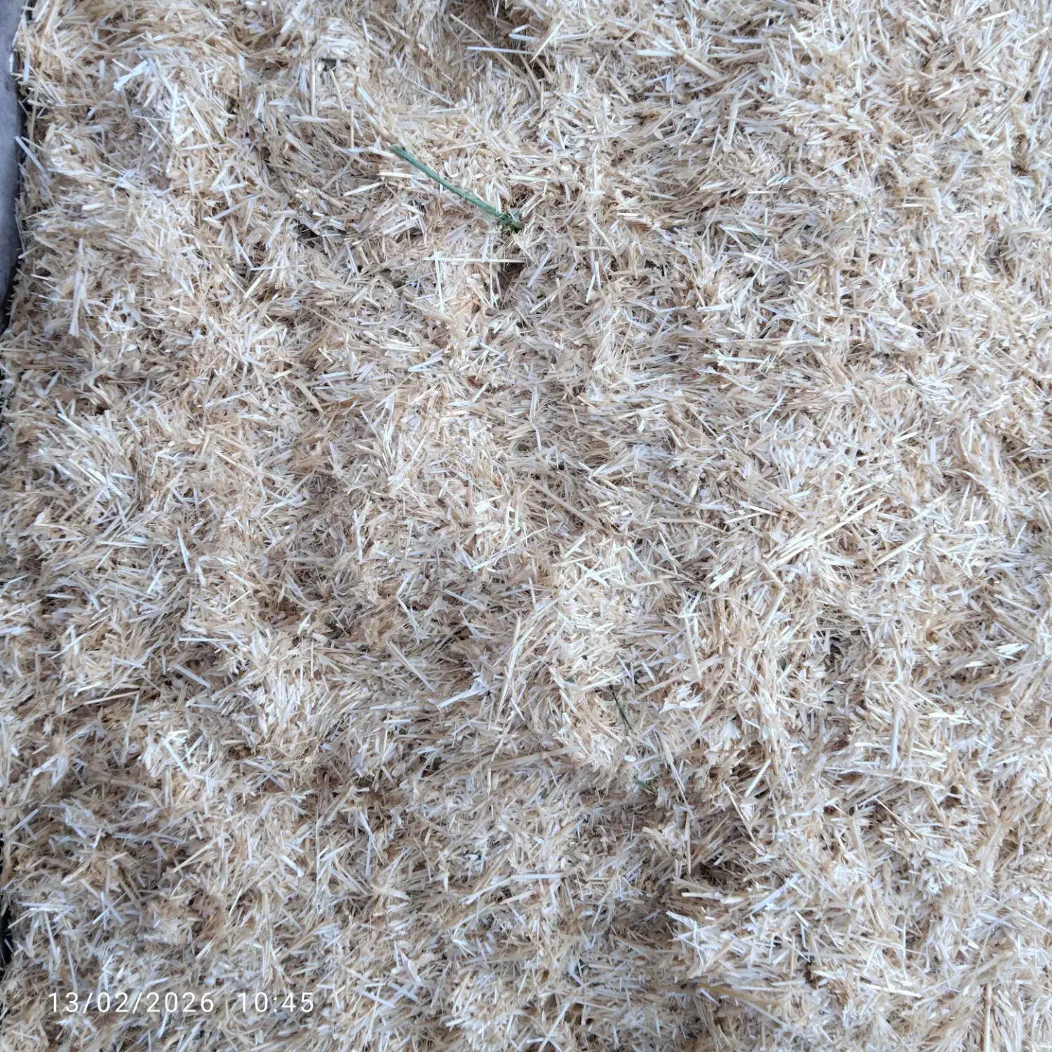 کاه گندم|لوازم جانبی حیوانات|بزینه رود, |دیوار