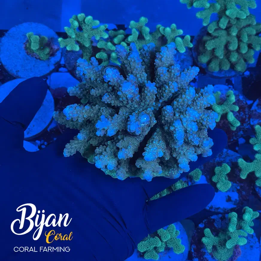 اکواریوم ماهی تجهیزات ابشور آب شور|ماهی|تهران, منیریه|دیوار