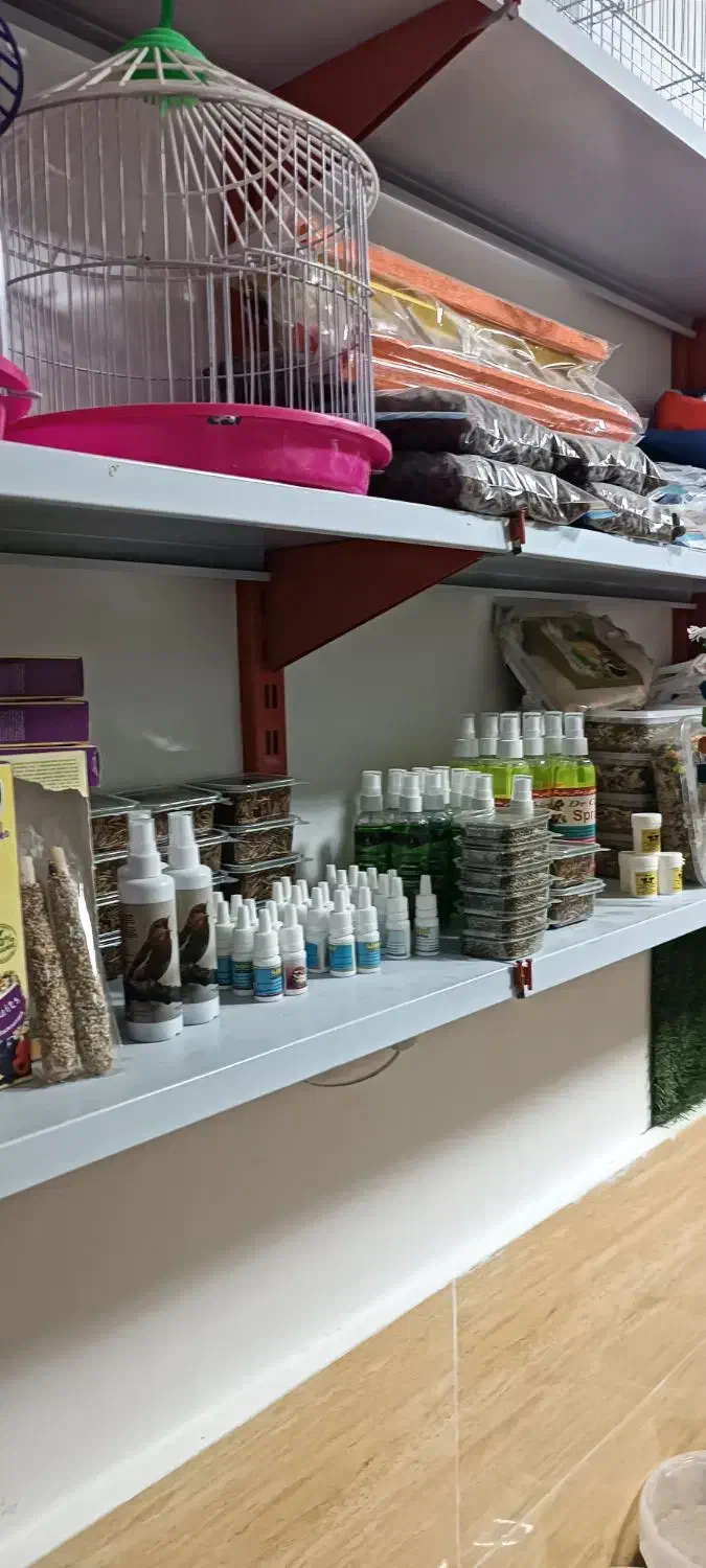 مغازه|پرنده|ماکو, |دیوار