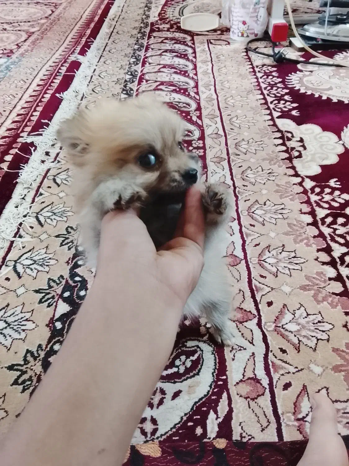 فروش یک سگ پامر خرسی ب فروش میرد|سگ|بم, |دیوار