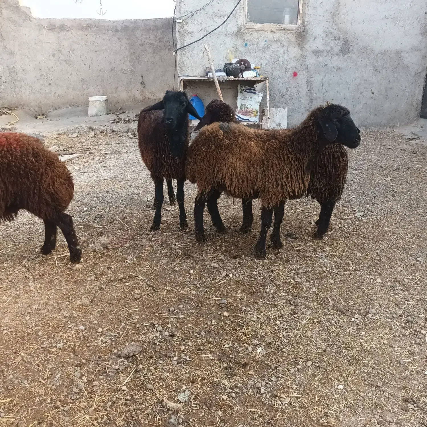 ۳ راس بره ماده دامازدق|حیوانات مزرعه|اردبیل, |دیوار