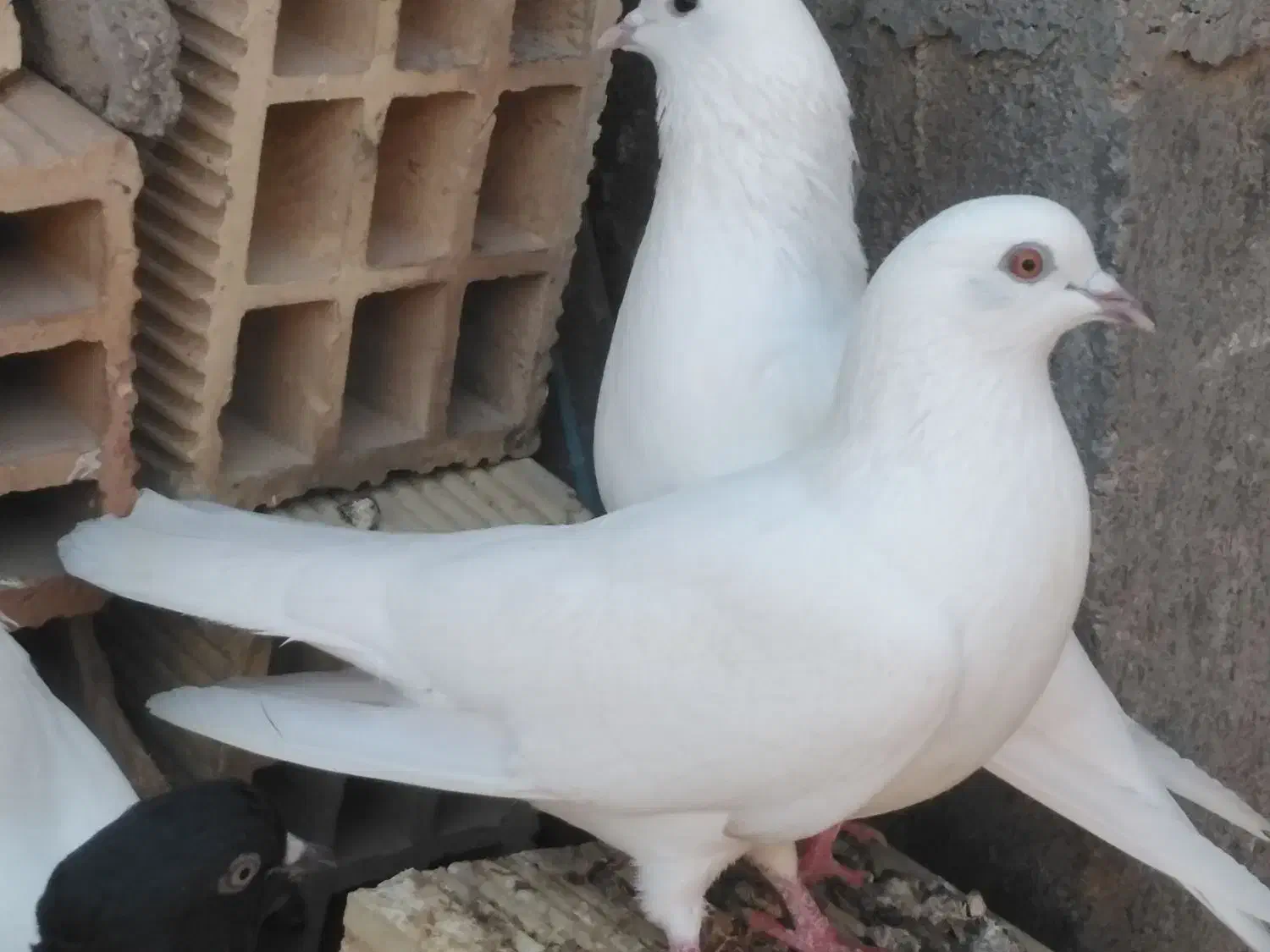 کبوتر سیاه بوشهری هندی بمبئی|پرنده|خورموج, |دیوار