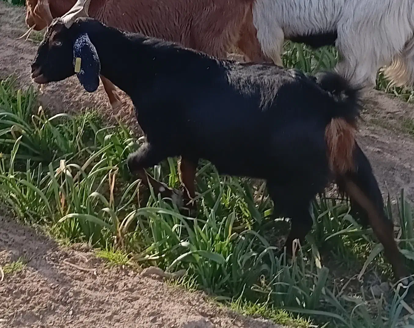 ۵بز درجه یک|حیوانات مزرعه|خوسف, |دیوار