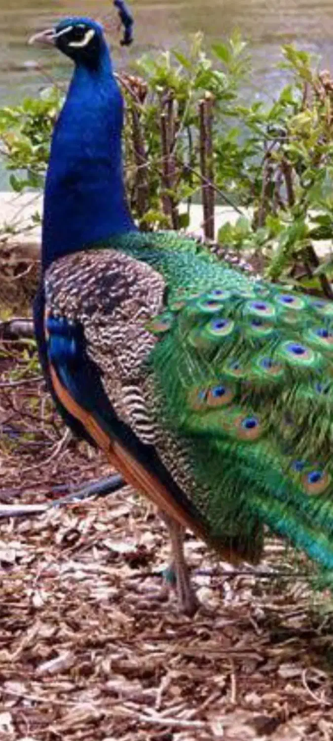 طاووس نرهندی بالق|پرنده|آمل, |دیوار