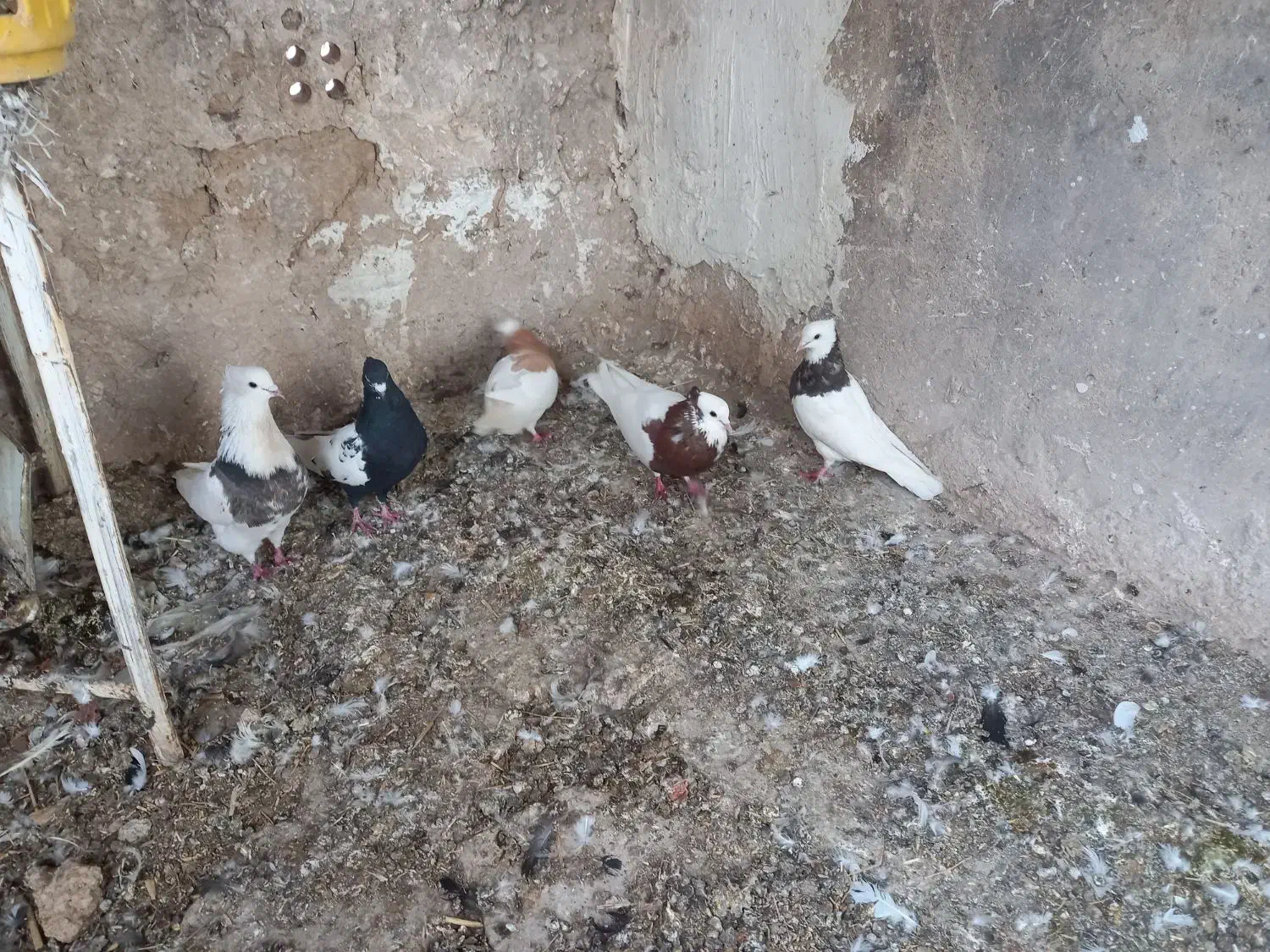 کبوتر|پرنده|آباده, |دیوار