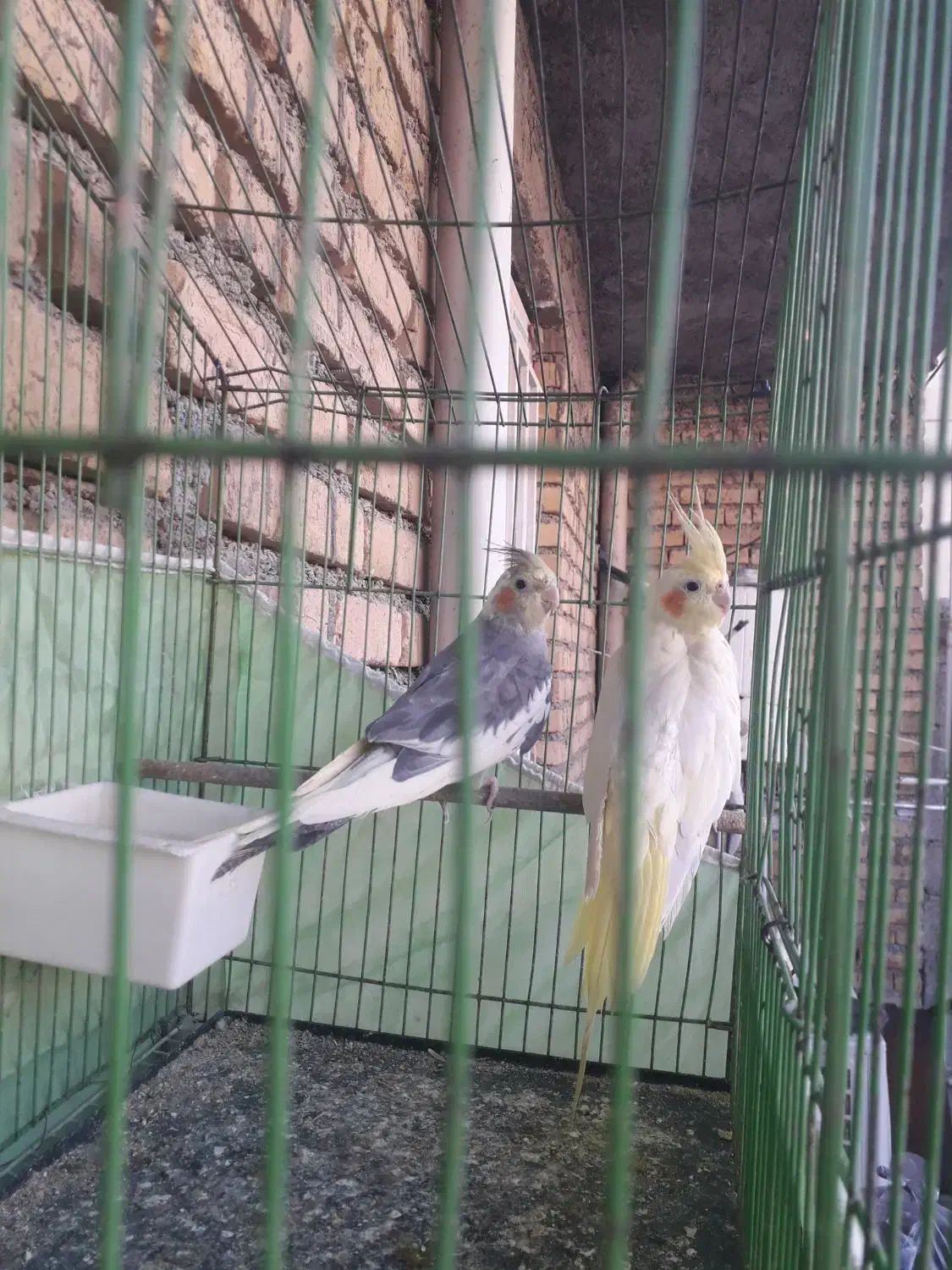 عروس هلندی|پرنده|آبدانان, |دیوار