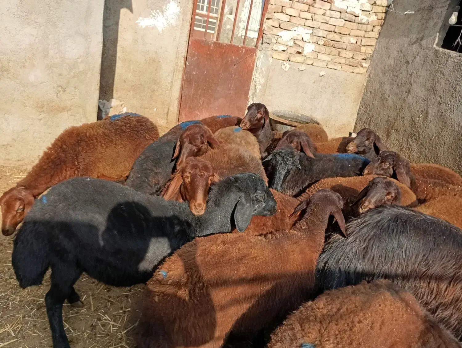 چهارده تاعدد بره ماده|حیوانات مزرعه|میان جلگه, |دیوار