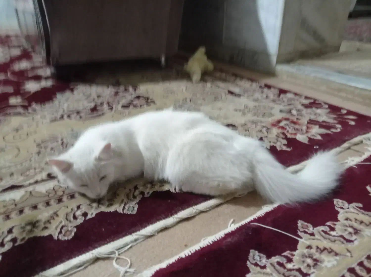 132095|گربه|قوچان, |دیوار