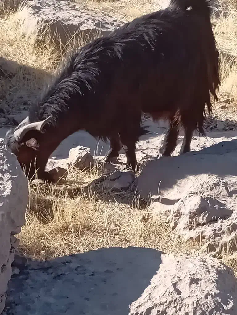 فروش بز با کهره ماده|حیوانات مزرعه|مارگون, |دیوار