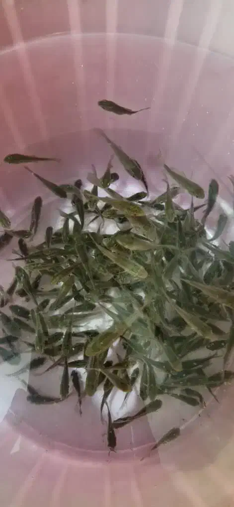 ماهی های پرورشی|ماهی|ارومیه, |دیوار