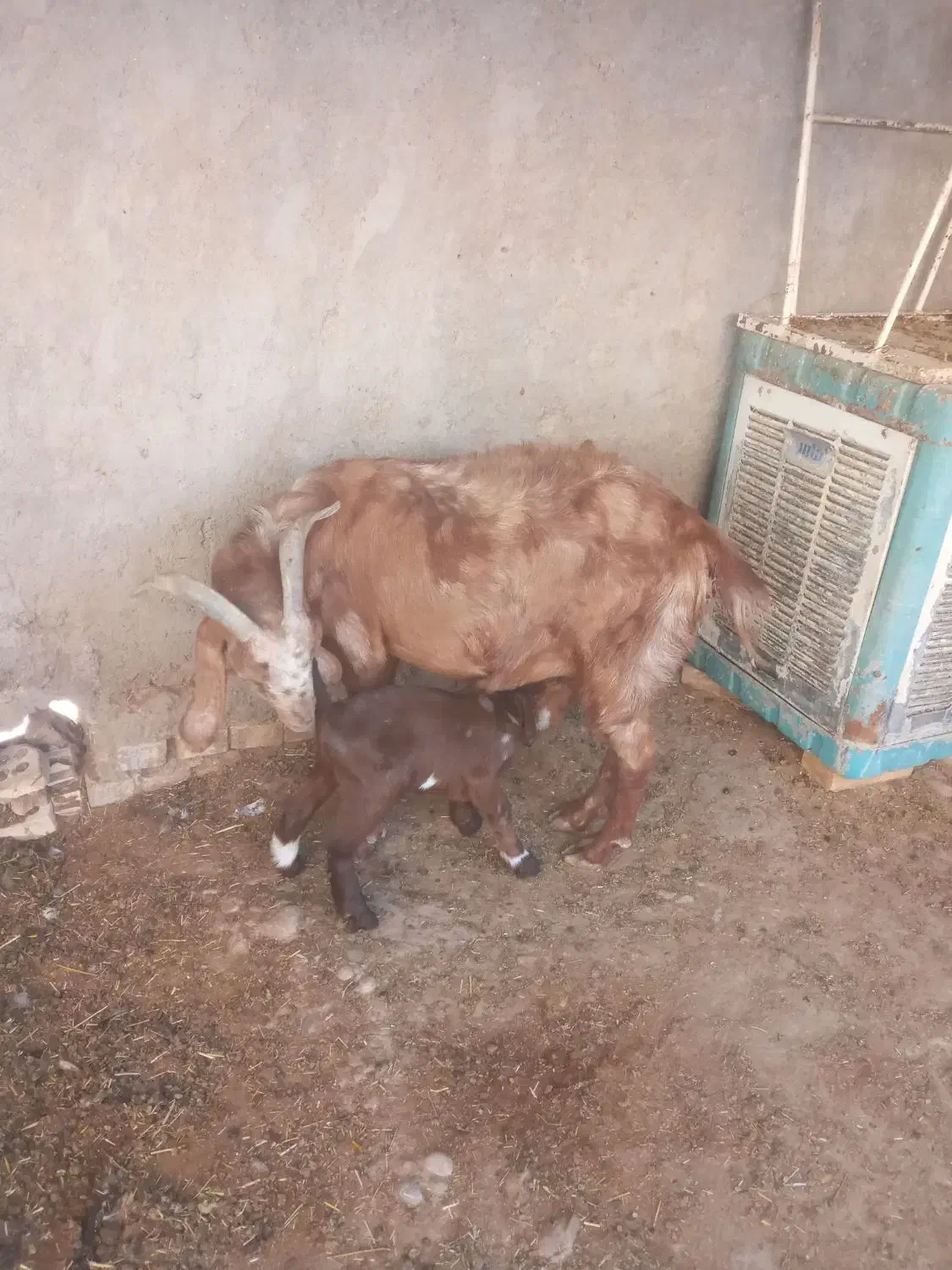 بز با بی|حیوانات مزرعه|اهواز, امانیه|دیوار