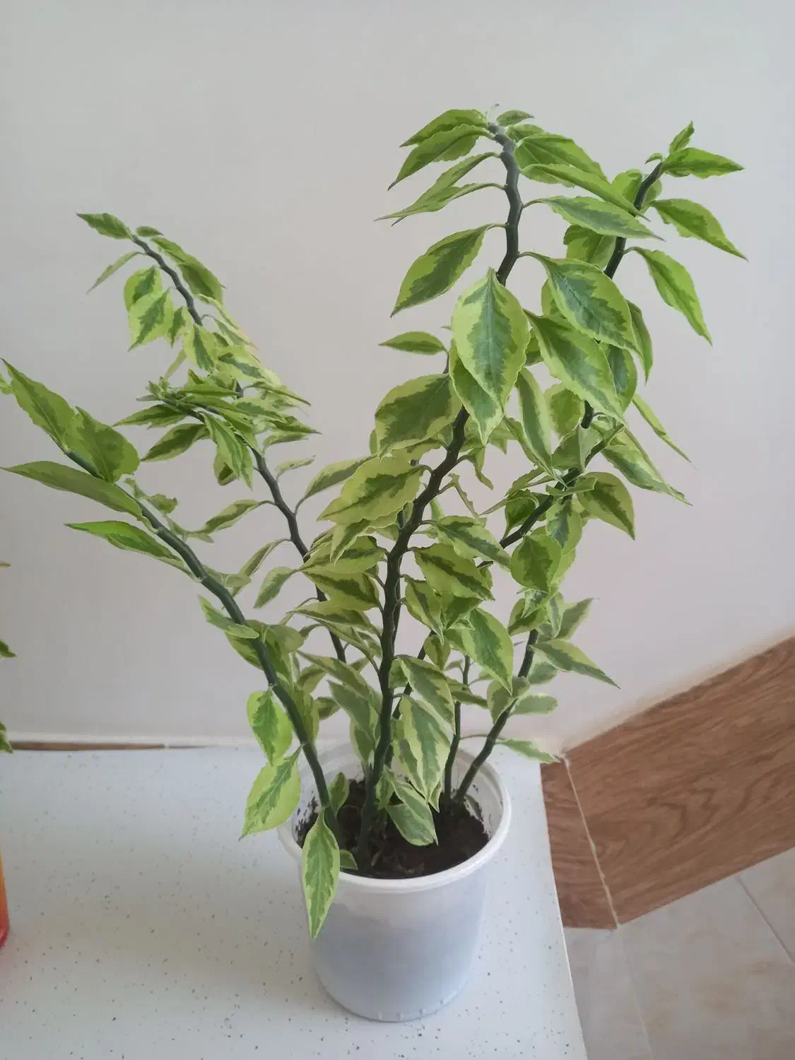 گلهای پدیلانتوس|گل و گیاه طبیعی|کرمانشاه, |دیوار