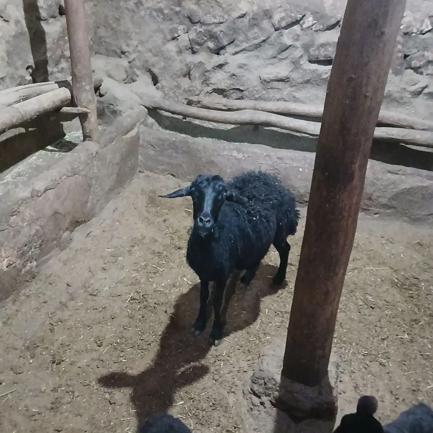 شیشک با بره نر|حیوانات مزرعه|شاهین دژ, |دیوار