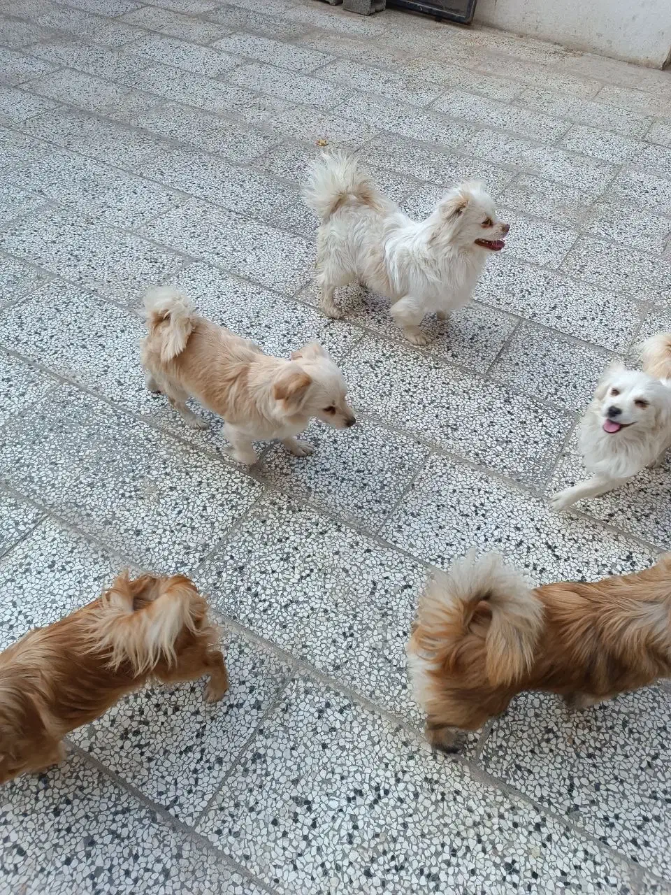 سلام سگ های پامرا|سگ|شاندیز, |دیوار